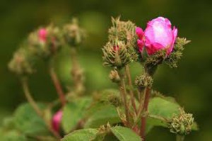 moss rose!! imagesCA4VY9V1