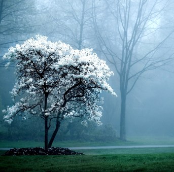 white tree