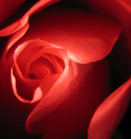 true-love-tracy-male